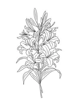 Lily flower line art vector botanical illustration Stock Illustration