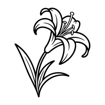 Lily Flower Line Art Vector Black Outline Illustration Stock Illustration