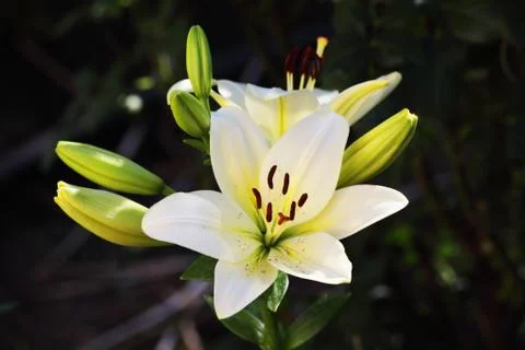 Lily flower macro backing texture Foto stock