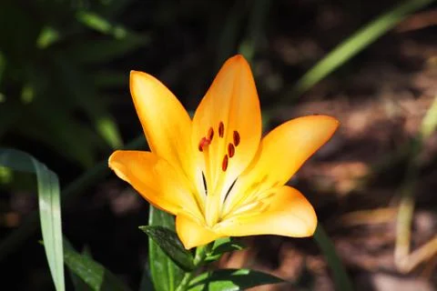 Lily flower macro backing texture Stock Photos