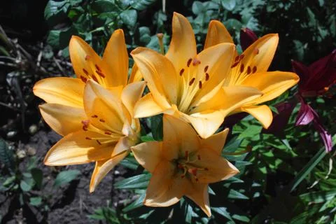 Lily flower macro backing texture Stock Photos