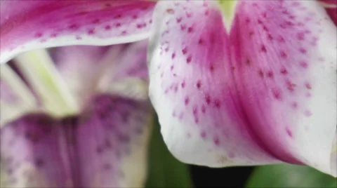 Lily flower macro tilt up Stock-Footage 49238512
