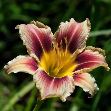 Lily flower on natural background Stock Photos