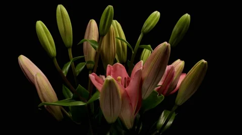 Lily flower opening time lapse opening in a bouquet Video stock 68840849