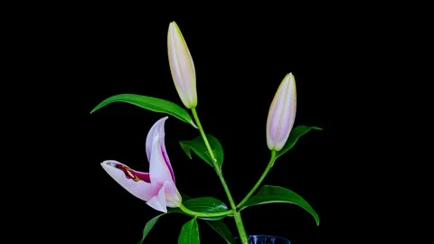 Lily flower opening time lapse Stock Footage 246862402