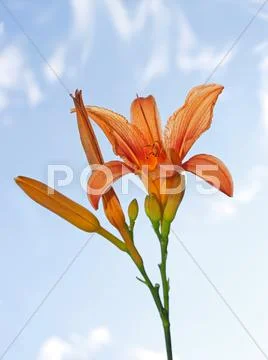 Lily flower Stock Photos