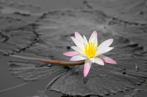 Lily flower Stock Photos