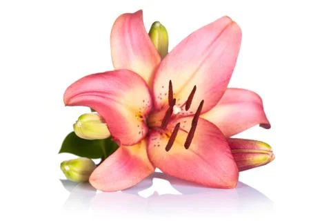 Lily flower Stock Photos