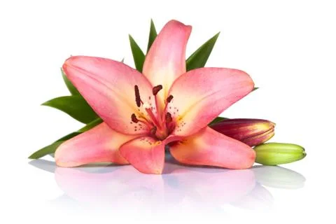 Lily flower Stock Photos
