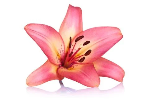 Lily flower Stock Photos