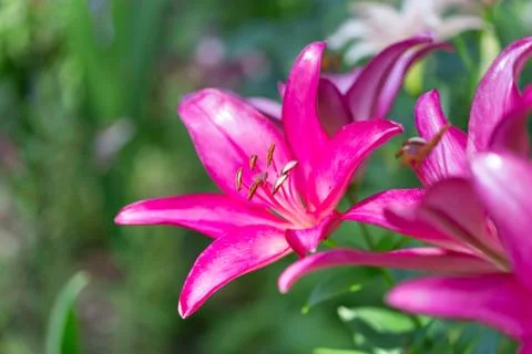 Lily flower Foto stock