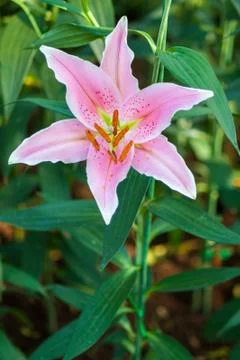 Lily flower Stock Photos