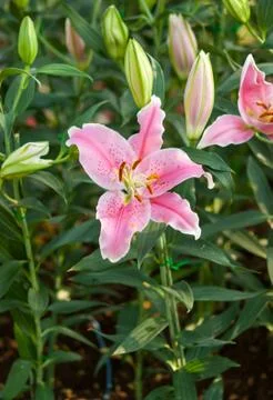 Lily flower Stock Photos