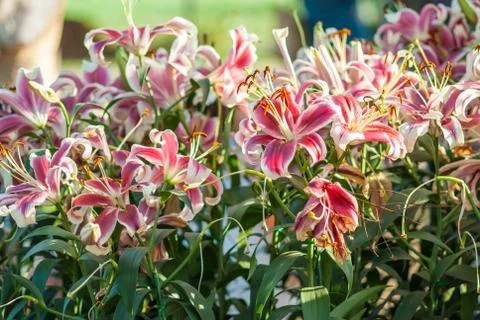 Lily flower Stock Photos