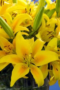 Lily - flower Stock Photos