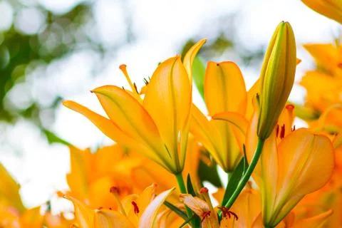 Lily Flower Stock Photos