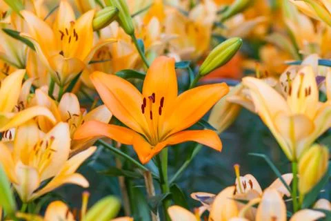 Lily Flower Stock Photos