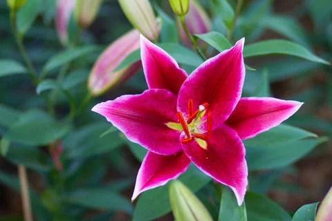 Lily flower Stock Photos