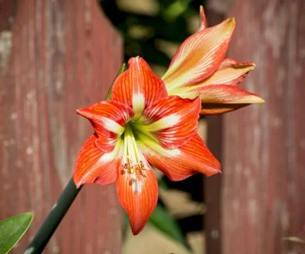 Lily flower Stock Photos