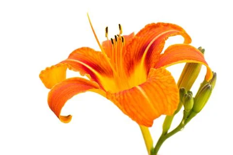 Lily flower Foto stock