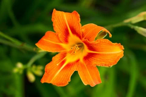 Lily flower Stock Photos