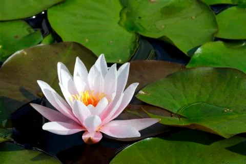 Lily flower Foto stock