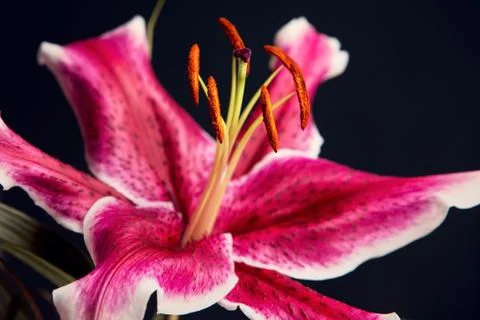Lily flower. Stock-Fotos