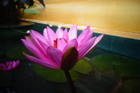 Lily flower Stock-Fotos
