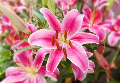 Lily flower Stock Photos