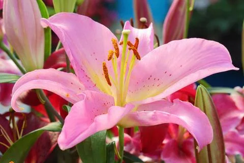 Lily flower Stock Photos
