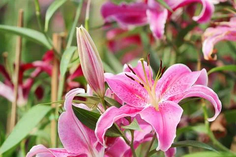 Lily flower Foto stock