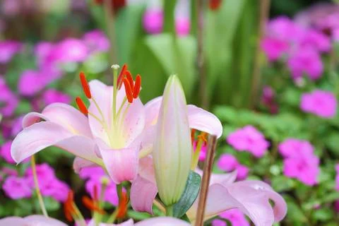 Lily flower Stock Photos