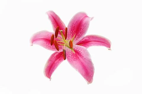 Lily flower Stock Photos