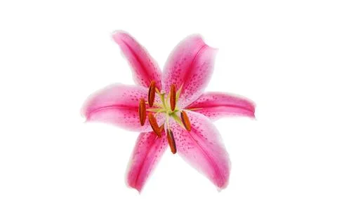 Lily flower Foto stock