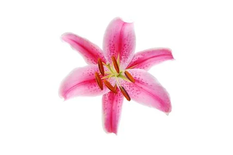 Lily flower Stock Photos