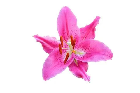Lily flower Stock Photos