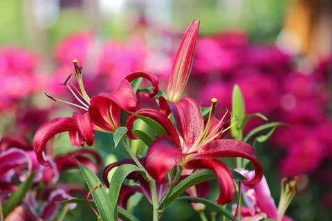 Lily flower Stock Photos