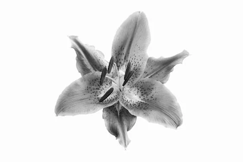 Lily flower Stock Photos