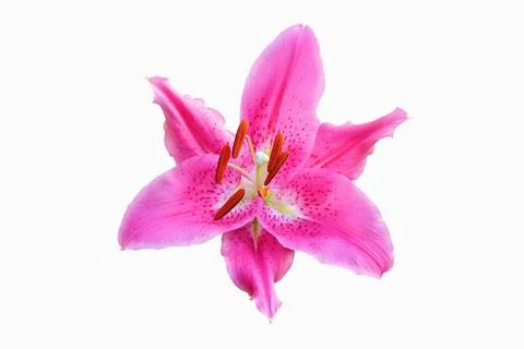 Lily flower Stock Photos