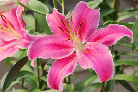 Lily flower Stock Photos