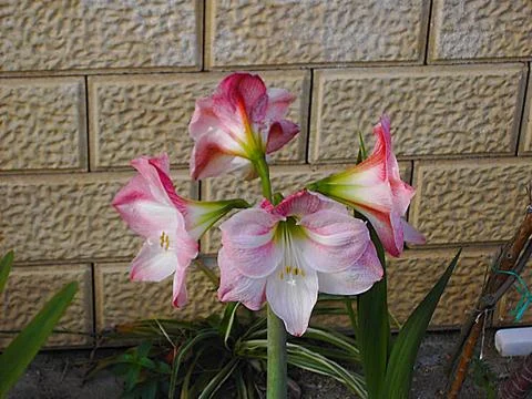 Lily flower Stock Photos