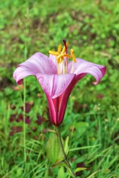 The Lily flower. Stock Photos