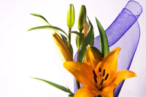 Lily flower Stock Photos