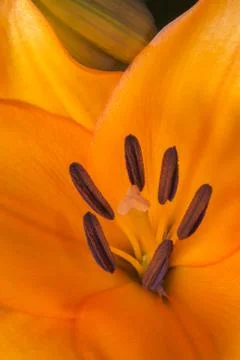 Lily flower Stock Photos