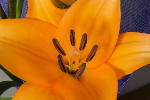 Lily flower Stock Photos