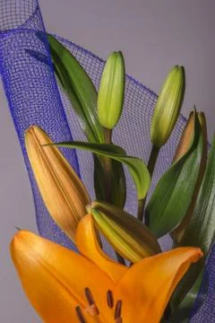 Lily flower Stock Photos