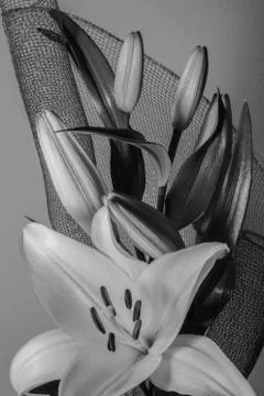 Lily flower Stock Photos