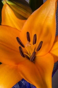 Lily flower Stock Photos
