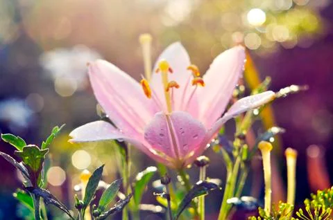 Lily Flower Stock Photos