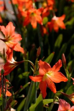 Lily flower 写真素材